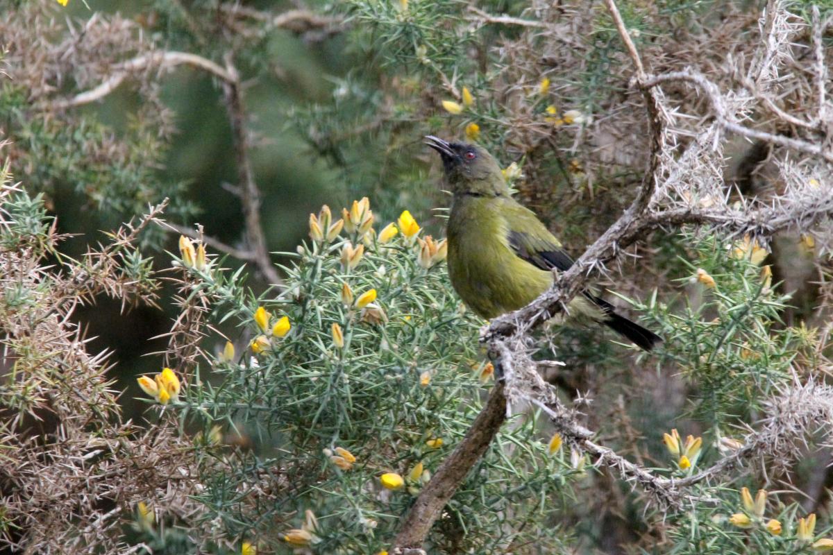 New Zealand Bellbird (Anthornis melanura)